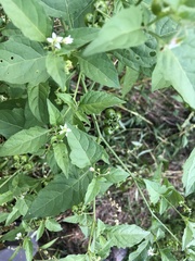 Solanum emulans