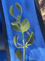 Phoradendron leucarpum