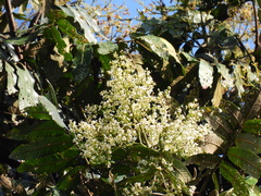 Flindersia schottiana