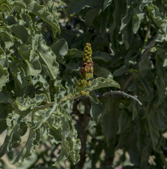 Anisomeria littoralis