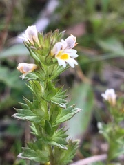 Euphrasia frigida
