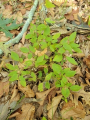 Vaccinioideae
