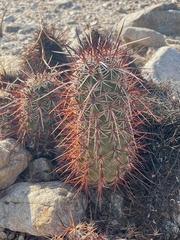 Echinocereus engelmannii engelmannii