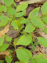 Vaccinioideae