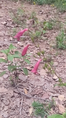Penstemon roseus