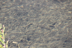 Acanthogobius flavimanus