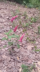 Penstemon roseus
