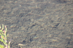 Acanthogobius flavimanus