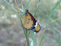 Danaus chrysippus orientis