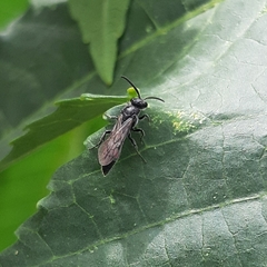 Tiphiinae