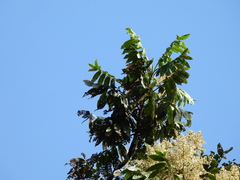 Flindersia schottiana