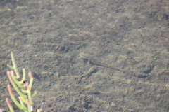 Acanthogobius flavimanus