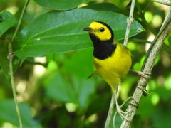 Setophaga citrina