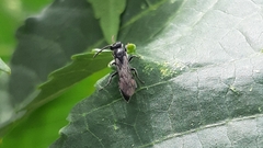 Tiphiinae