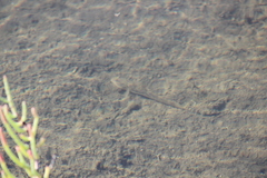 Acanthogobius flavimanus