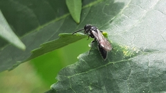 Tiphiinae
