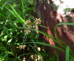 Scirpus polyphyllus