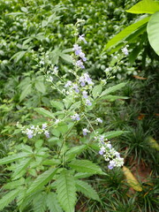 Vitex negundo heterophylla