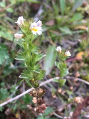 Euphrasia frigida