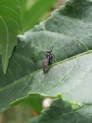 Tiphiinae