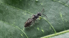 Tiphiinae