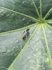 Tiphiinae