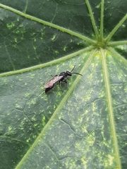 Tiphiinae