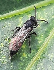 Tiphiinae