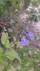 Salvia amarissima