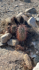 Echinocereus engelmannii engelmannii