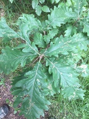 Quercus petraea iberica