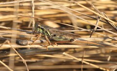 Melanoplus sanguinipes