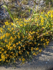 Xanthisma spinulosum