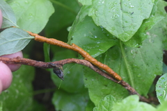 Calyptospora columnaris