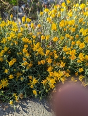 Xanthisma spinulosum