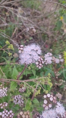 Ageratum corymbosum