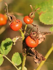 Rosa nutkana