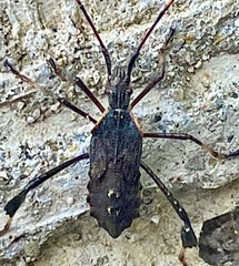 Leptoglossus