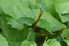Calyptospora columnaris