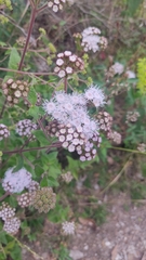 Ageratum corymbosum