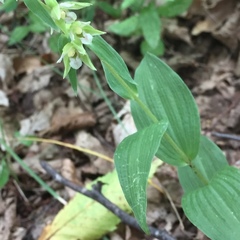 Epipactis persica