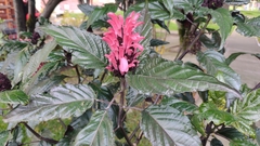 Justicia carnea