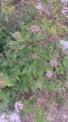 Ageratum corymbosum
