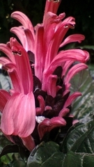 Justicia carnea