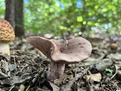 Lactarius subpurpureus