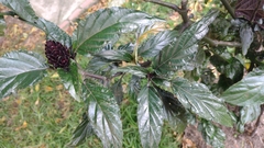 Justicia carnea