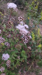 Ageratum corymbosum