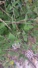 Ageratum corymbosum