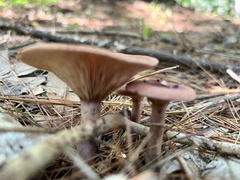 Lactarius subpurpureus