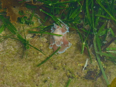 Hydatina physis